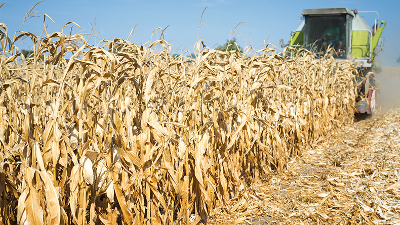 Corn harvesting